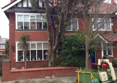 safely-removing-conifer-tree-front-garden