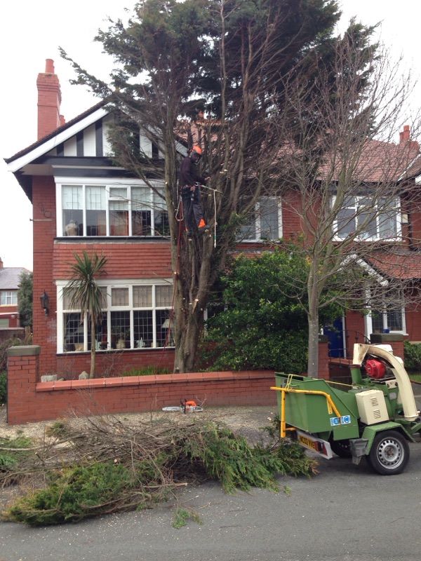 Trees Removed – Tree Surgeon covering Blackpool, Poulton, Thornton, Cleveleys, Lytham