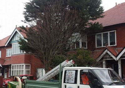 picture-of-tree-blocking-view-from-window