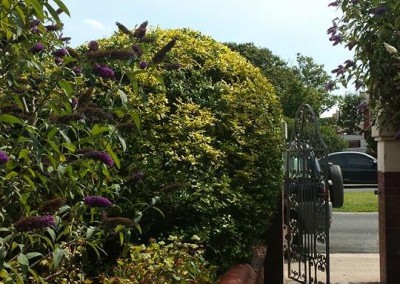 poulton-hedge-trimming