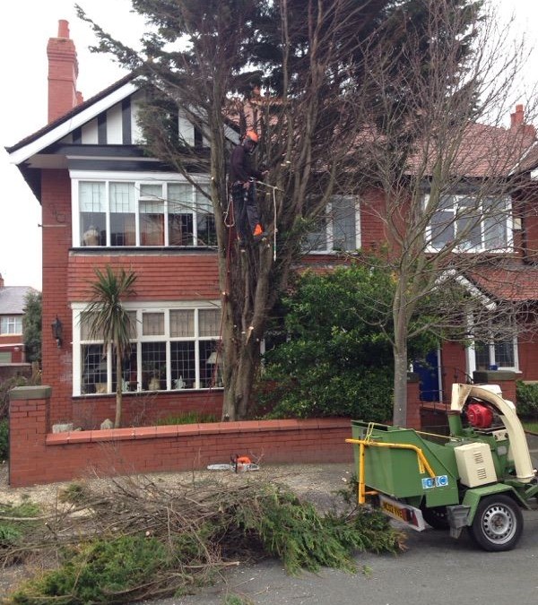 Trees Removed – Tree Surgeon covering Blackpool, Poulton, Thornton, Cleveleys, Lytham