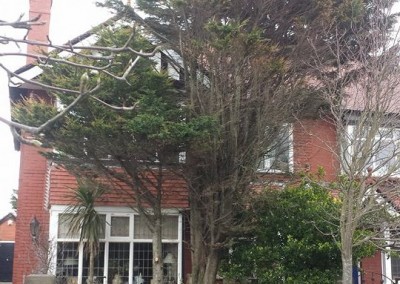 tree-blocking-window