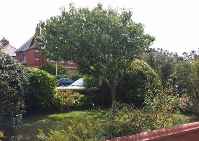tree-pruning-blackpool