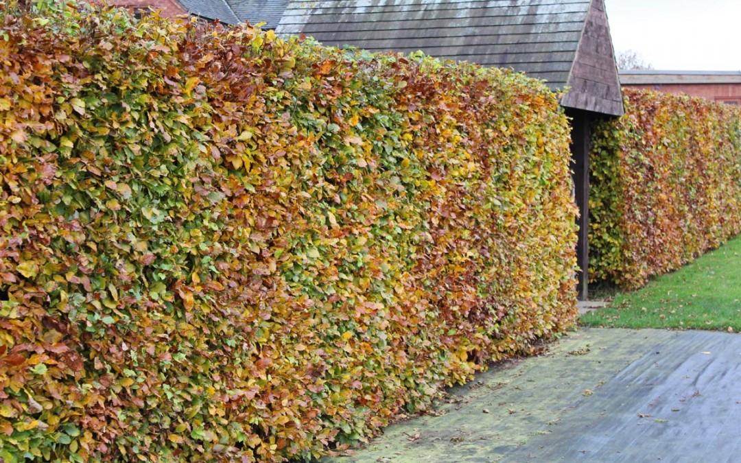 Hedge Trimming Service – Blackpool, Poulton, Thornton, Cleveleys, St Annes, Lytham