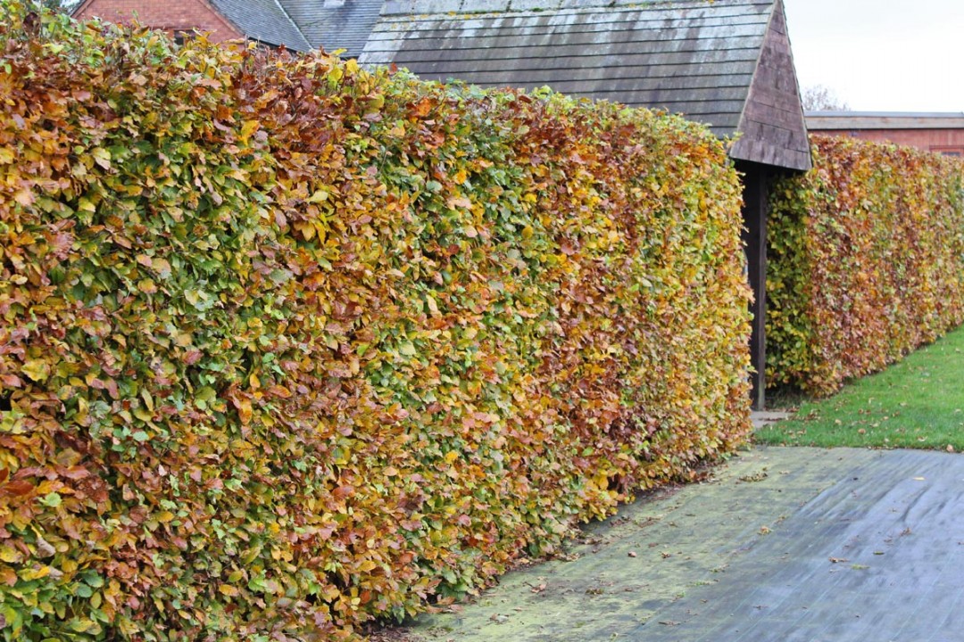 Hedge Trimming Service – Blackpool, Poulton, Thornton, Cleveleys, St Annes, Lytham