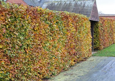 Hedge Trimming Service – Blackpool, Poulton, Thornton, Cleveleys, St Annes, Lytham
