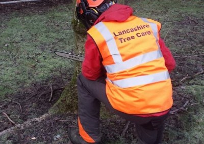 Cutting down trees using a chainsaw