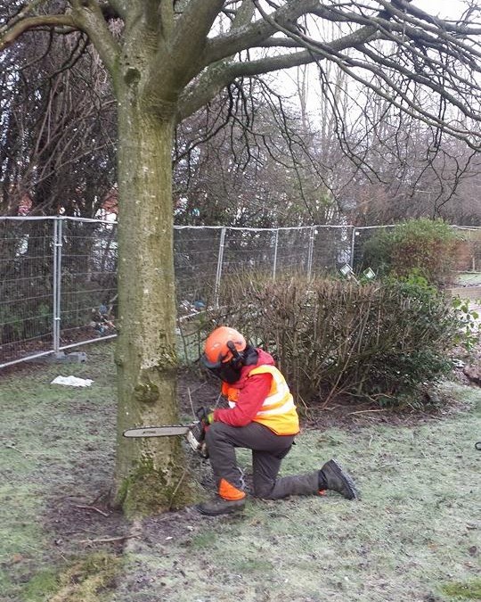 The Lancashire Tree Care Team