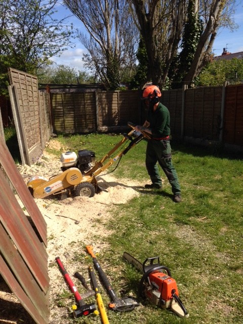 Tree Stump Grinding Service